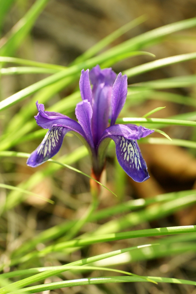 Image of Iris uniflora specimen.