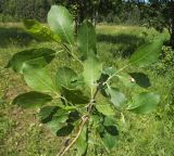 Salix caprea. Ветвь с молодыми побегами. Московская обл., Лотошинский р-н, окр. дер. Савостино. 11.06.2013.