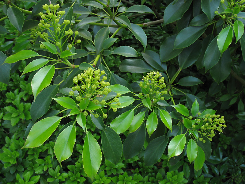 Изображение особи Trochodendron aralioides.