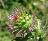 Carduus thoermeri