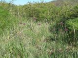Allium robustum