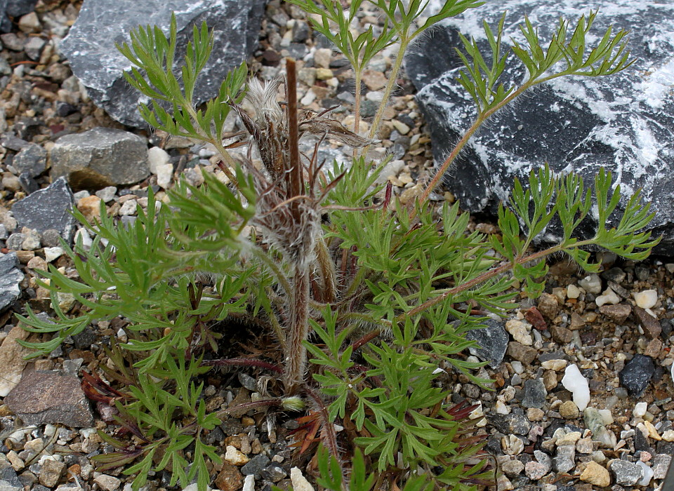 Изображение особи Pulsatilla vulgaris.