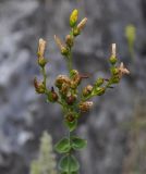 Hypericum vesiculosum