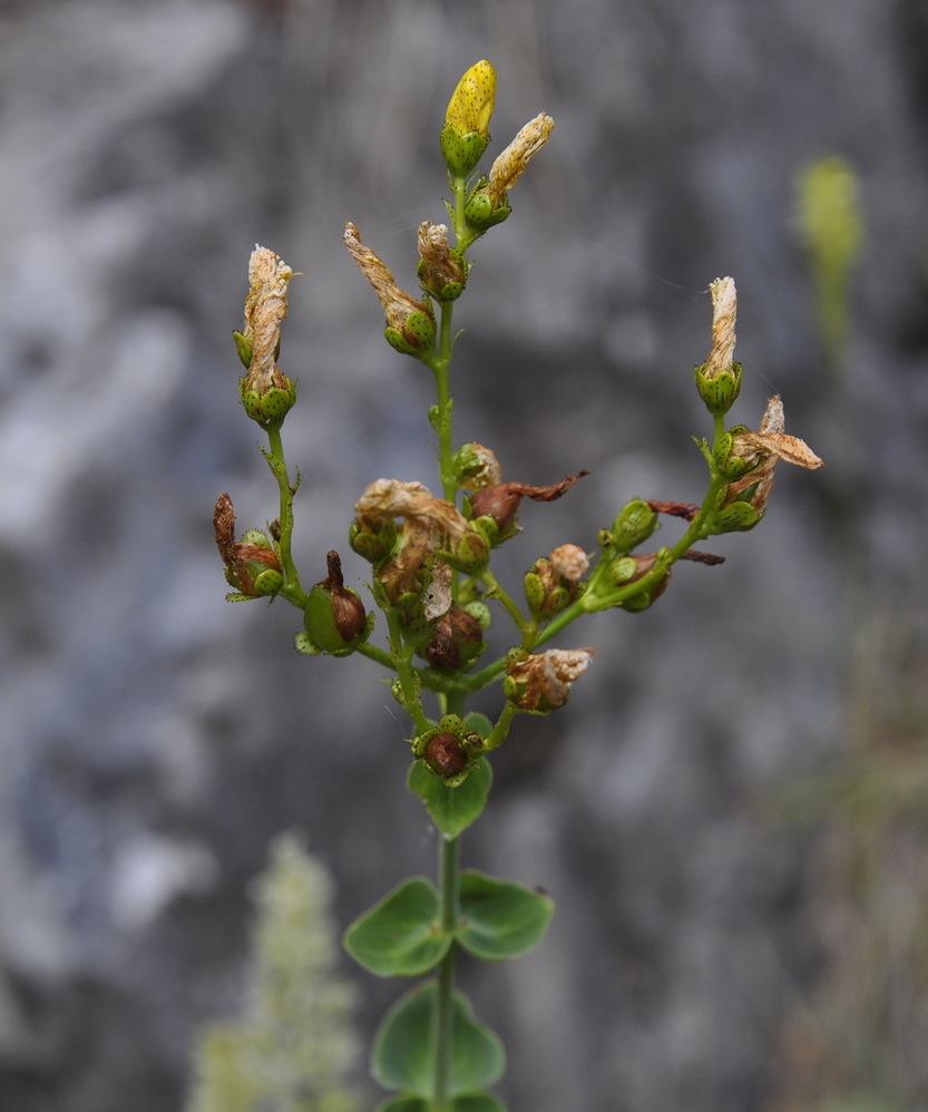 Изображение особи Hypericum vesiculosum.