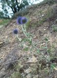 Echinops armatus. Расцветающее растение. Крым, окр. Феодосии, Лисья бухта, степной склон. 16 июля 2013 г.