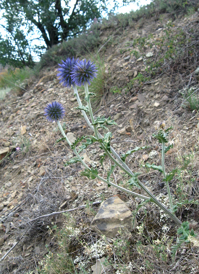 Изображение особи Echinops armatus.