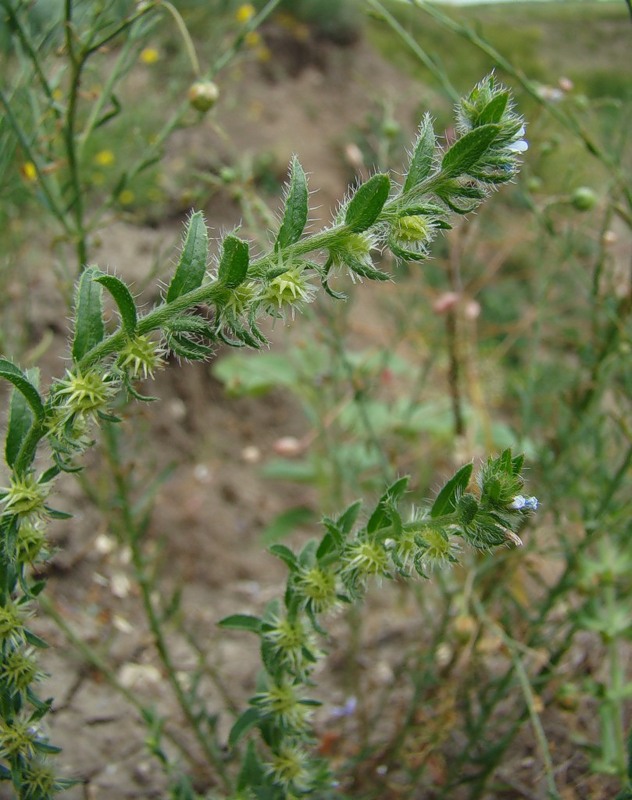 Image of Lappula patula specimen.