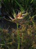 Juncus articulatus