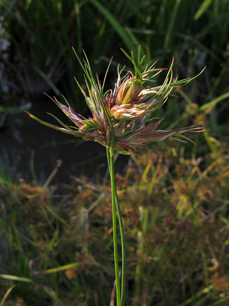 Изображение особи Juncus articulatus.