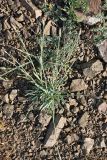 род Dianthus