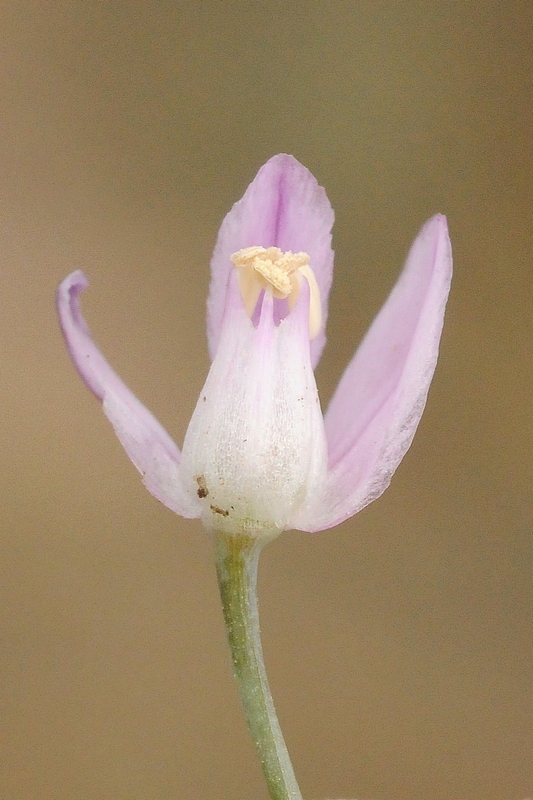 Изображение особи Allium weschniakowii.