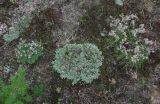 Antennaria dioica. Куртины форм с сизыми и зелёными листьями. Архангельская обл., Вельский р-н, ур. Куваш, сухой луг. 30.07.2013.