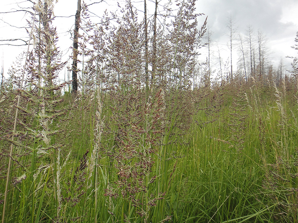 Image of Calamagrostis neglecta specimen.