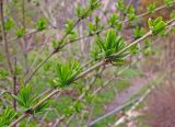 Ligustrum yezoense