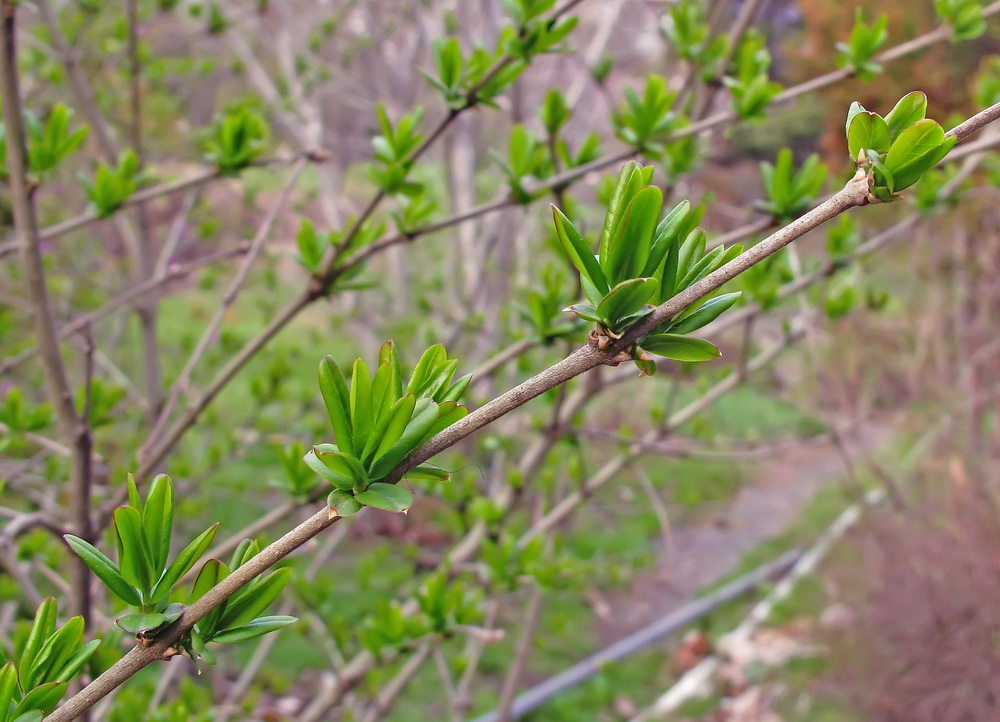 Image of Ligustrum yezoense specimen.