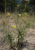 Hieracium umbellatum