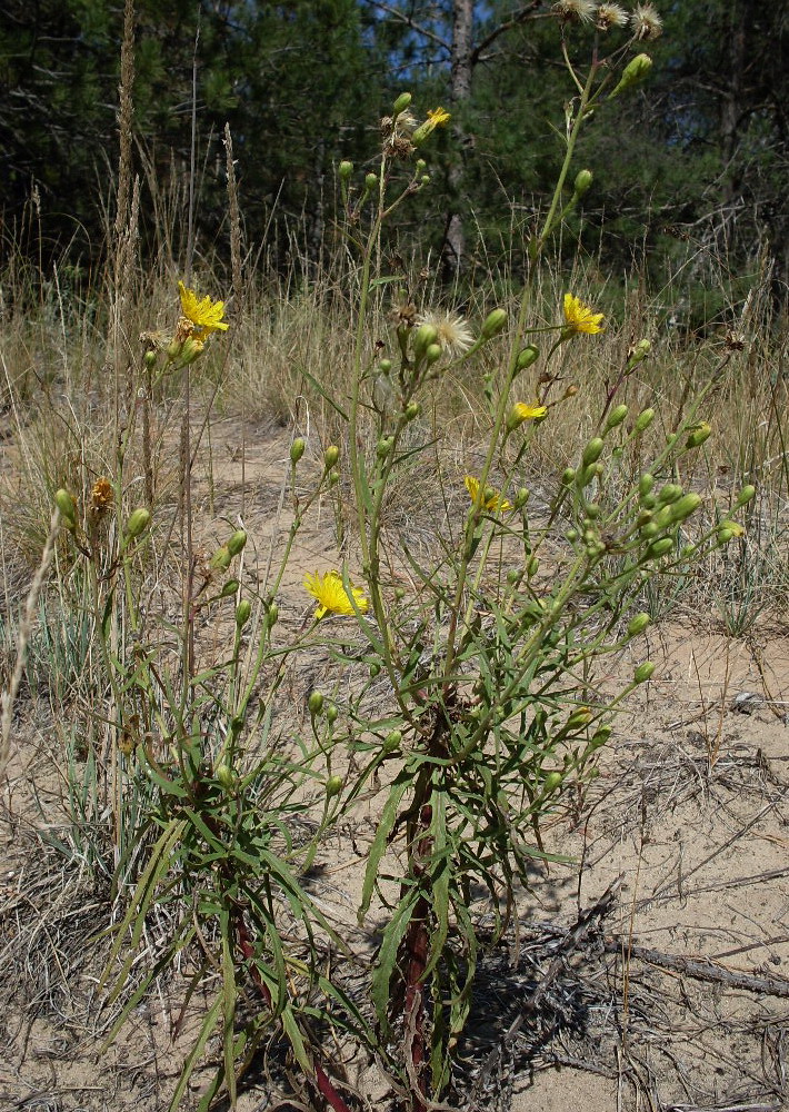 Image of Hieracium umbellatum specimen.