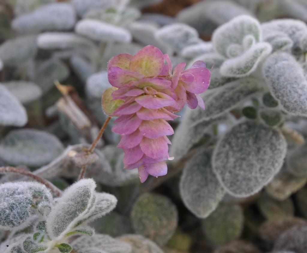 Image of Origanum dictamnus specimen.