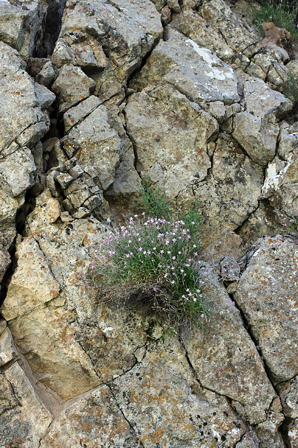 Image of Silene guntensis specimen.