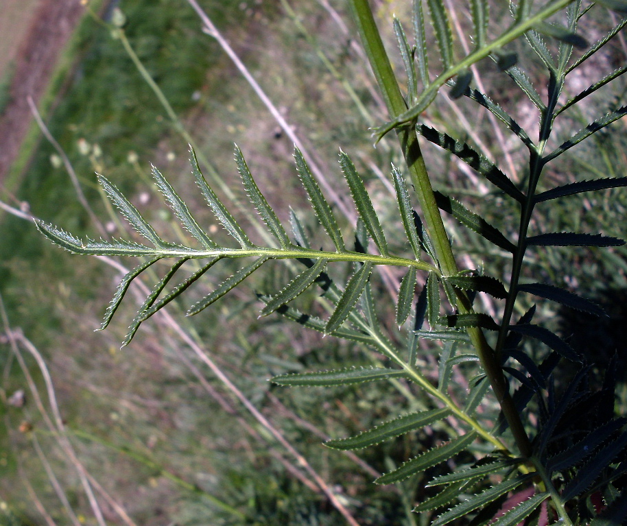 Изображение особи Rhaponticoides ruthenica.