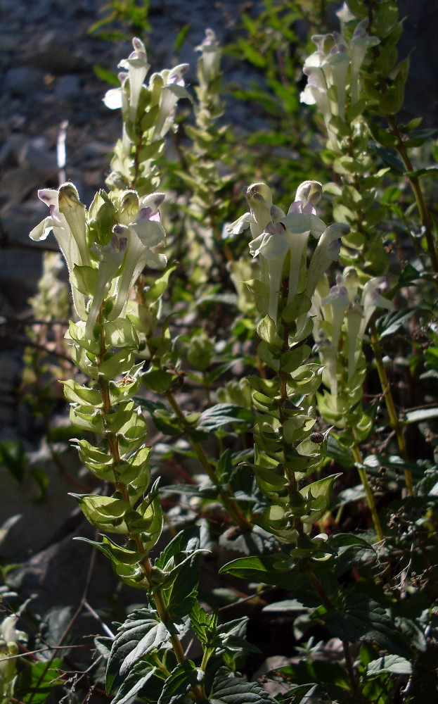 Изображение особи Scutellaria creticola.