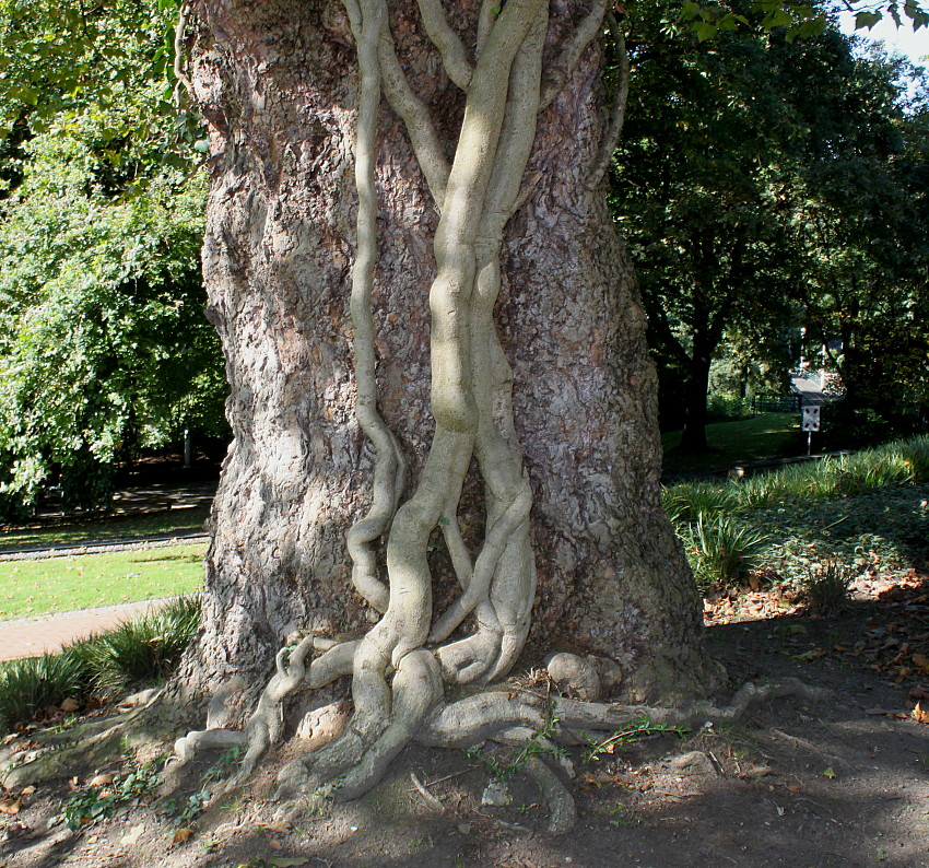 Изображение особи Platanus &times; acerifolia.