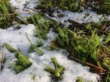 Lycopodium annotinum. Перезимовавшие побеги. Тверская обл., Кимрский р-н. 16.03.2007.