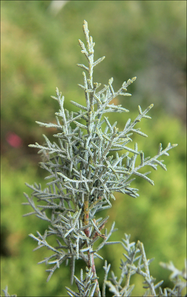 Image of Cupressus arizonica specimen.