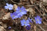 Hepatica nobilis. Цветки. Ленинградская обл., Ломоносовский р-н, дер. Лопухинка, каньон в истоке р. Лопухинка. 22.04.2012.