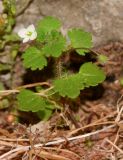 Veronica cymbalaria