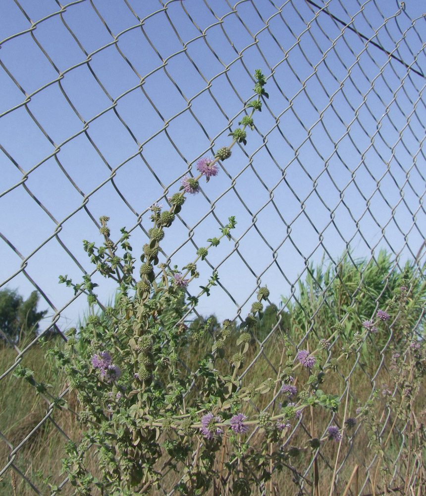 Изображение особи Mentha pulegium.