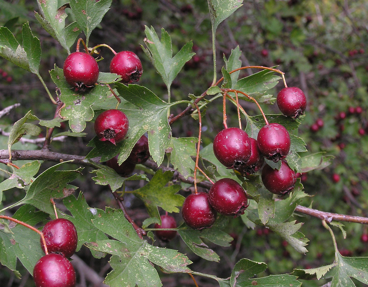 Image of Crataegus ambigua specimen.