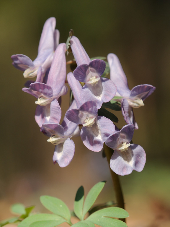 Image of Corydalis solida specimen.