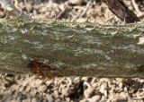 Kalopanax septemlobus