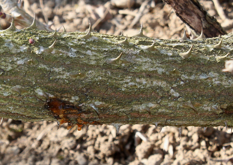 Image of Kalopanax septemlobus specimen.