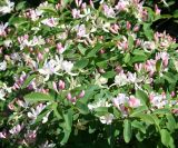 View full-size image Lonicera tatarica