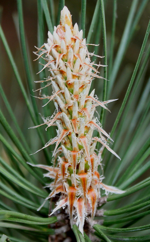 Изображение особи Pinus nigra.