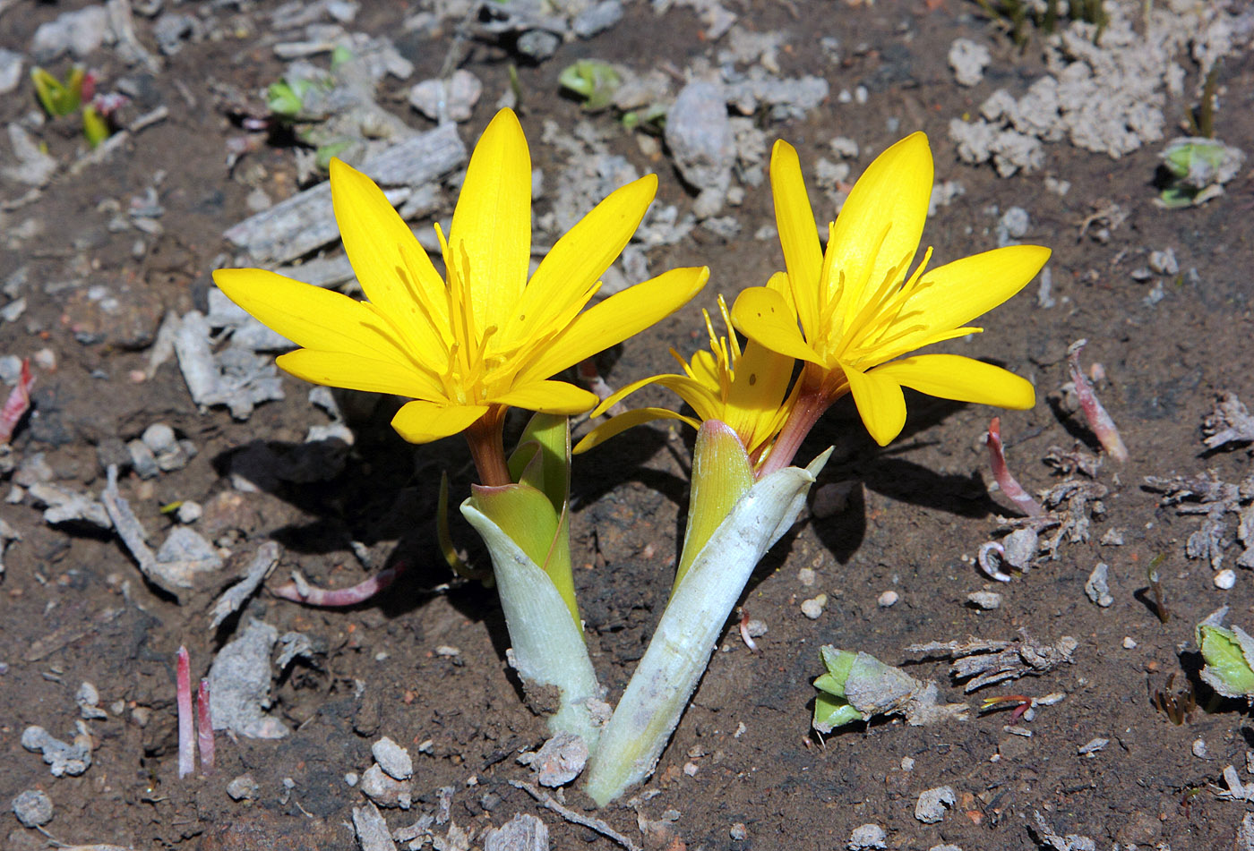 Изображение особи Colchicum luteum.