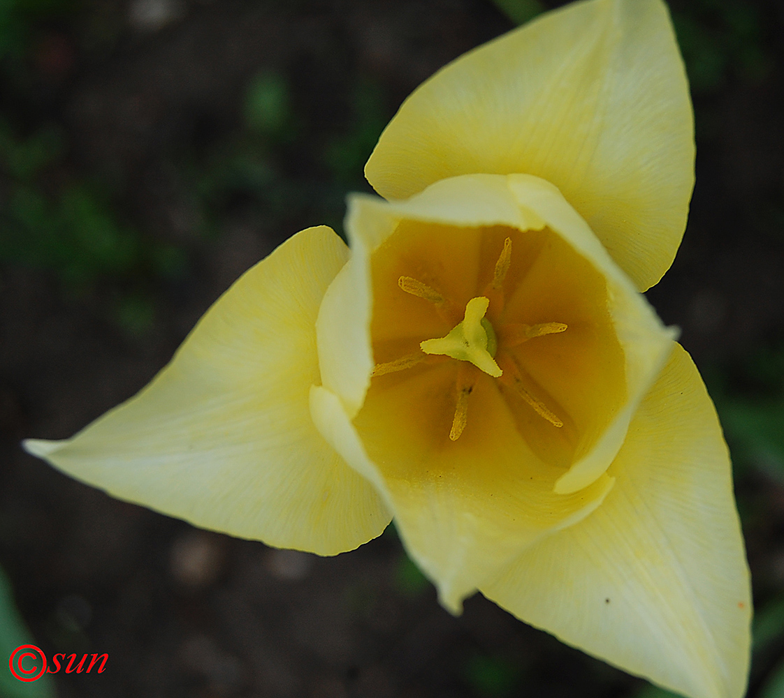 Image of Tulipa suaveolens specimen.