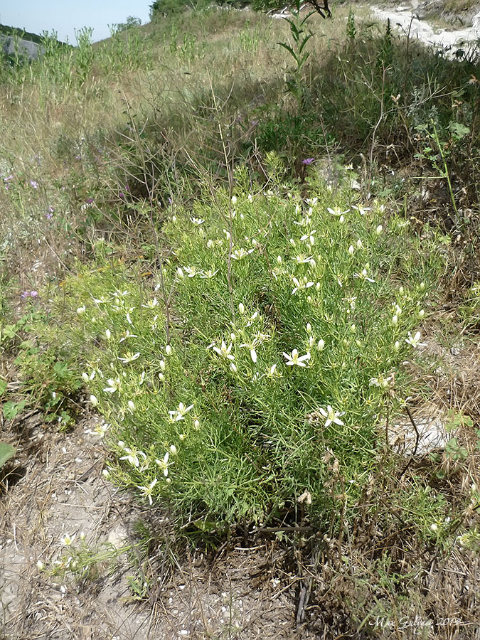 Image of Peganum harmala specimen.