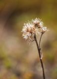 Saussurea alpina. Верхушка сухого прошлогоднего генеративного побега с остатками соцветий. Мурманская обл., окр. г. Мурманска, влажная луговина на склоне сопки. 12.06.2014.