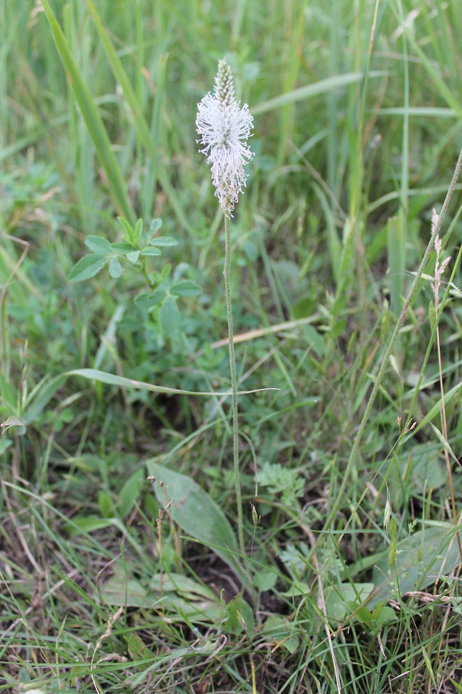 Изображение особи Plantago urvillei.