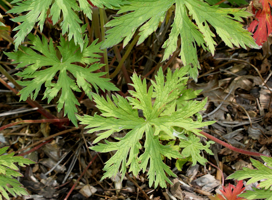 Image of Geranium pratense specimen.