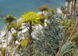 Sedum reflexum