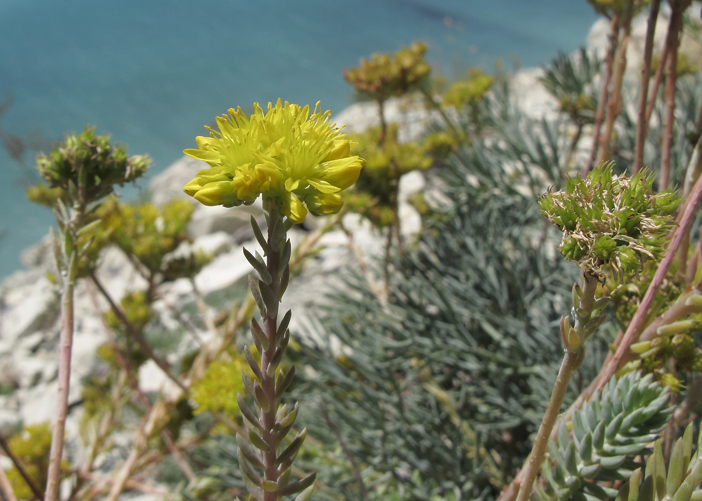 Image of Sedum reflexum specimen.