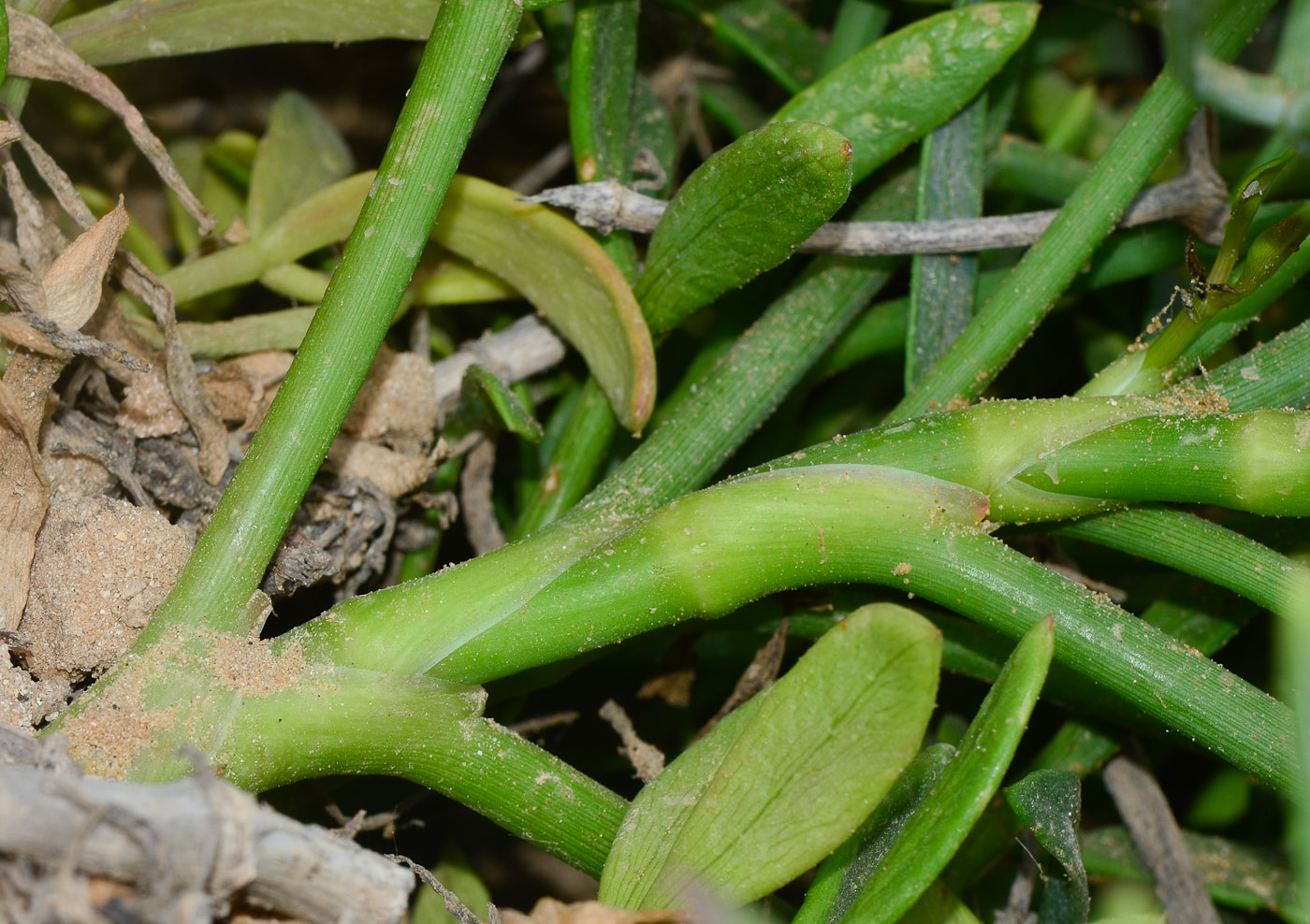 Изображение особи Crithmum maritimum.