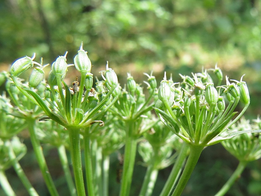 Image of Kadenia dubia specimen.