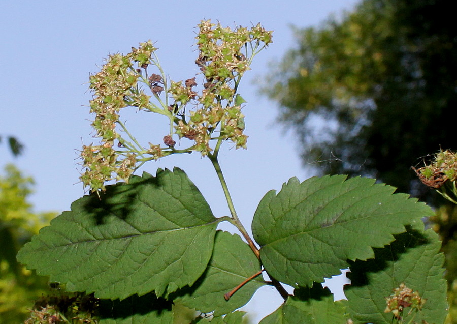 Image of Neillia thyrsiflora specimen.