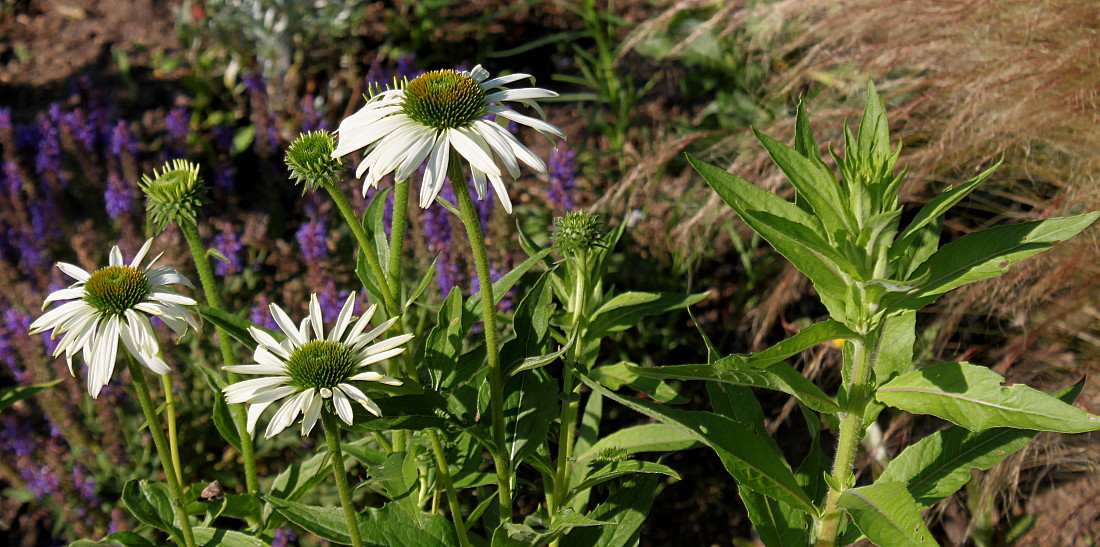 Изображение особи Echinacea purpurea.