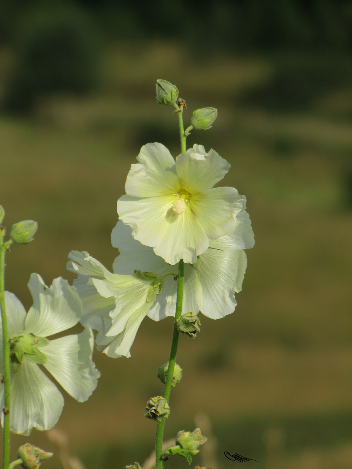 Image of Alcea frolowiana specimen.